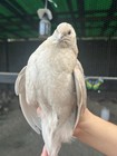 50 - Jumbo Coturnix Quail Fertile Hatching Eggs     Fresh   High Hatch Potential   