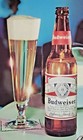 1970 s Budweiser Beer Glossy Restaurant Menu Cover Old Unused Tavern Stock Ws8d