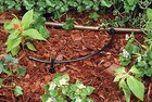 Rain Bird T22-100s 100  Blank Drip Irrigation Tubing - 1 4  Black Roll