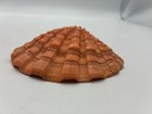 Beautiful large 5 25 Inch lion s Paw Shell scallop Shell natural Seashell purple
