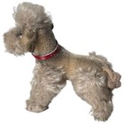 Steiff Gray Mohair Snobby Poodle Dog Collar Button Articulated Legs Germany 6 