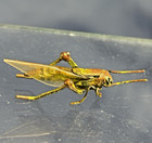 Htf Antique Vienna Bronze Cold Painted Mini Grasshopper  Franz Bergmann