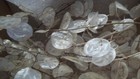 Bulk Quantity  40 Dried Lunaria Sprigs   4  Stem Length  For Crafts   Decor