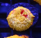 Diyreefer Live Coral Wysiwyg Poletti Jawbreaker 1  Nice Coloring 