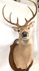 Shoulder Mount 8 Point White Tail Deer Real Antler Buck Doe Taxidermy