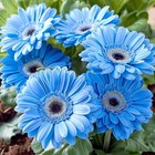500  Perennial Gerbera Daisy Flower Plants Seeds For Planting Outdoor-attracts