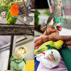 Adjustable Bird Harness   Leash Set For Small Birds fitsbudgie parakeets  Conure