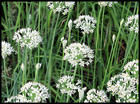 500 Heirloom Organic Garlic Chive Seeds  Allium Tuberosun Non-gmo Perennial Herb