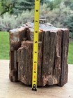 9 Lb Rainbow Petrified Wood - Rough But Beautiful