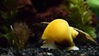 5 Gold Mystery Snails High Quality Live Freshwater Aquarium Pomacea Bridgesii