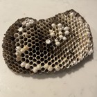 Central Texas Wasp Nest 6    X 3   