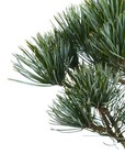 Pinus Parviflora Cv Negishi - Japanese White Pine   Five-needle Pine