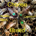 Queen Bee 2025 Mated-marked-laying  Shipping Asap Weekly - See Listing For Info