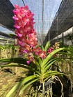 Hybrid Thai Vanda Orchid Plants  pine River    Bangkok Sunset   soft Pink Color 