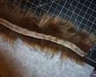 1 Yard Sable   Tan 3  Wide With Black Tips Ribbon Strip Sewing Trim Faux Fur
