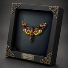Death Head Moth Framed Real Acherontia Taxidermy Skull Specimen Gothic Oddities