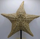 C2c Designs Dried Giant Cushion Ocean Starfish Big 10   Dia 3  Thick