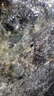  Lake Superior Prehnite Quartz epidote Boulder 66lbs Green Crystals      Cut Face