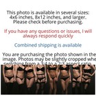Photo Hot Sexy Woman Panty Hose Beautiful Long Legs Glossy Print 4x6 Photographs