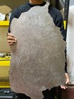 6560 Grams  Aletai Iron Meteorite Slice