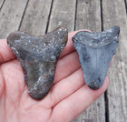 Lot Of 2 Fossil Megalodon Shark Teeth Sc No Repairs Great White Mako Tooth Mg329