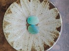 Beautiful Rare Color Sea Glass 2pcs  Surf Tumbled  Weathered  Beach Glass  134