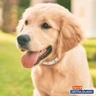 Hartz Ultraguard Flea   Tick Collar For Dogs And Puppies - 26  Neck  7 Month