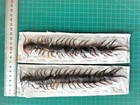 2 Preserved Giant Centipede Specimen Taxidermy Insect For Collection Or Display