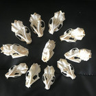 10 Pcs Real Mink Skulls  Animal Specimens  Skull Gifts Mink Skull Specimen