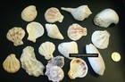 5oz Sea Shells Make Shell Charms Seashells Beach Cottage Decor Nautical Shl001