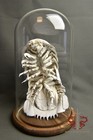 Museum-quality Real Bathynomus Giganteus Specimen  rare Taxidermy  25cm 9 8 