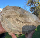 Oreodont Skull  White River Dakotas Bad Lands Fossil 5 5 