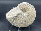 Robust 6    Texas Cretaceous Fossil Nautiloid  Paracymatoceras Sp  Amazing Sutures