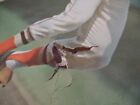 Vintage 1968 Brooks Robinson Poster Major League Baseball Baltimore Orioles