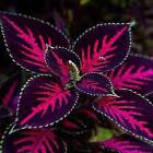 20 Coleus Seeds Rare Color Pink Black Green Flower Plant Lawn