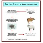 Sheep  Goat   Ruminants Anti-parasites Anti-worms - Dewormer - Made In Usa