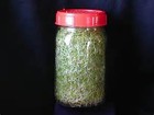 Non-gmo Broccoli Seeds For Sprouting Sprouts Microgreens - Broccoli Sprouts
