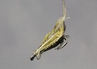 Soft Shrimp Fishing Lures 30pcs Artificial Bait Saltwater Freshwater Prawn Lure