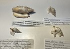 Aporrhais Pespelecani    Strombus  Great Shape  Two Species  4 Shells