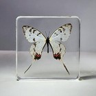 Dragon Swallowtail Butterfly In Resin  Curiosities  Sericinus Montela