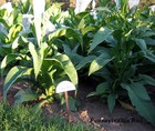 1000 Pennsylvania Red Tobacco Seeds   Heirloom   Full Flavored Tobacco   Non-gmo