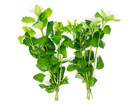 Buy 2 Get 1 Free Hygrophila Difformis Water Wisteria  Aquarium Plant