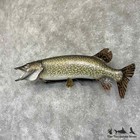  30761 E   34  Northern Pike Taxidermy Fish Mount For Sale