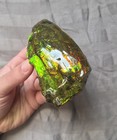 Rare Gem Red Green Ammolite Fossil Shell Edge Chunk From Canada Ammonite 
