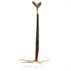Mangrove Red  rhizophora Mangle  Bog Terrarium Aquarium Plants Canton Aquatics