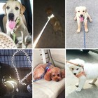 Pet Dog Leash
