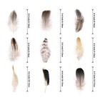 Maofeng 270pcs 9 Styles Natural Bulk Feathers Assorted Mixed Feathers For Diy   