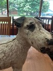 Antique Cast Iron  Airedale Terrier Fox Hunting Dog Door Stop  hubley  