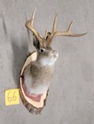 New Jackalope Mount taxidermy deer Mount antlers craft hunting art fishing gift
