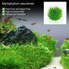 Dwarf Hairgrass Eleocharis Acicularis Tissue Culture Aquarium Plants
